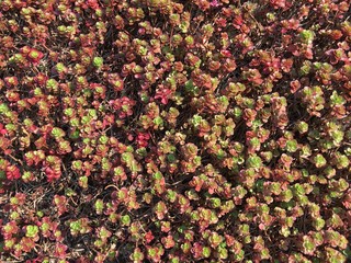 pflanzen blumen serie001