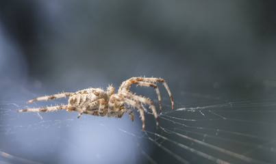 Araneus spider or garden spider on a web