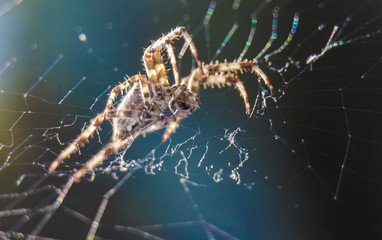 Araneus spider or garden spider on a web
