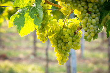 Bunches of ripe grapes growing on grapevine at sunset. Ready for harvest. 