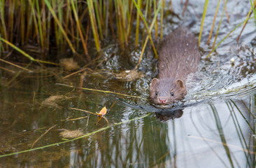 Mink in Hinton, Alberta