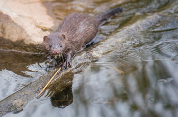 Mink in Hinton, Alberta