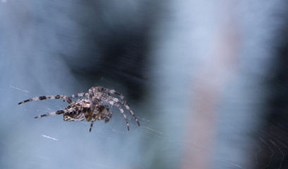 Araneus spider or garden spider on a web