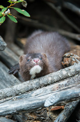 Mink in Hinton, Alberta