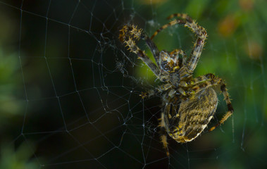 Araneus spider or garden spider on a web