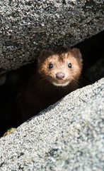 Mink on the BC Coast