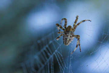 Araneus spider or garden spider on a web