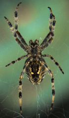 Araneus spider or garden spider on a web