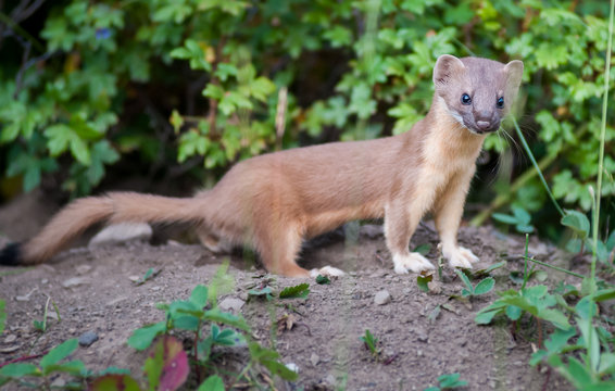 Long Tailed Weasel