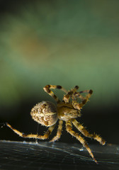 Araneus spider or garden spider on a web