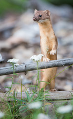 Long Tailed Weasel