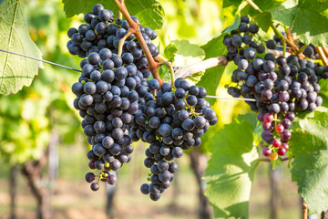 Bunches of ripe grapes growing on grapevine at sunset. Ready for harvest. 