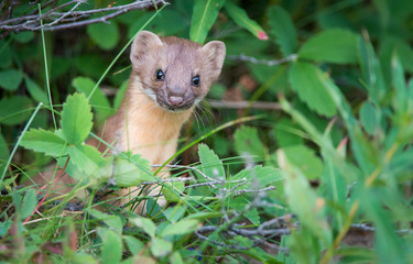 Long Tailed Weasel