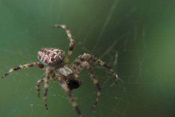 Araneus spider or garden spider on a web
