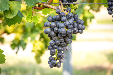 Bunches of ripe grapes growing on grapevine at sunset. Ready for harvest. 