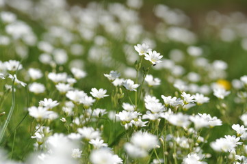 Addersmeat (Stellaria Holostea) - soft selected focus. Beautiful summer background. White flowers on a green background.