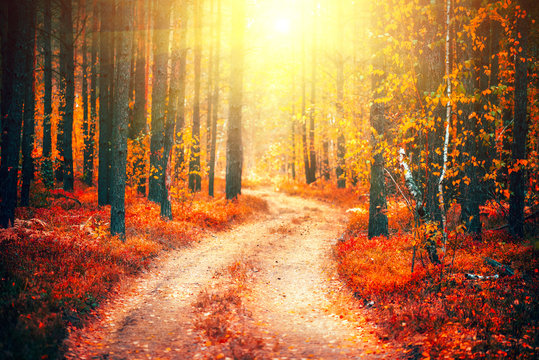 Fototapeta Autumn scene. Beautiful autumnal park with pathway. Fall nature scene