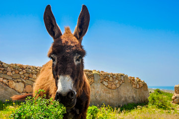 funny neddy costs against the background of a stone wall per bright sunny day