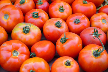 fresh farm picked tomatoes as food background