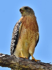 A Red-Shouldered Hawk (Buteo lineatus) rests on a pine tree in Florida, USA. 