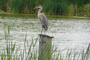 GRAY HERON STANDING ON DUCK HOUSE