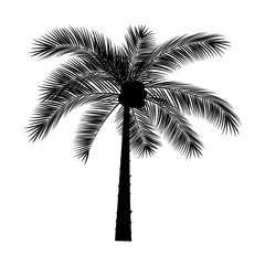 Vector sketch of a palm tree on a transparent background