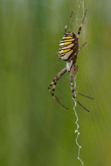 Wasp spider, Argiope bruennichi
