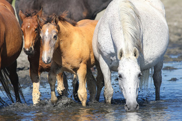 Mother horse and two foals on the watering place