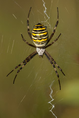Wasp spider, Argiope bruennichi