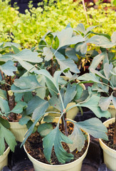 Couple of young green  ginkgo biloba trees in plant pots