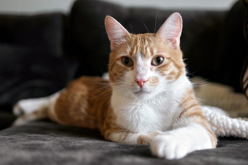 Fototapeta na wymiar Relaxed Orange Cat