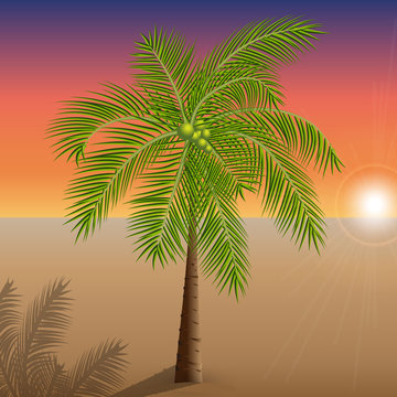 Vector illustration of a palm tree in the desert on the Sunset.
