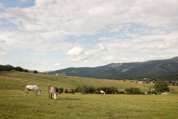 Fototapeta na wymiar Grazing horse on mountain pasture at sunset spring day