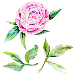 Wildflower peony flower in a watercolor style isolated. Full name of the plant: peony. Aquarelle wild flower for background, texture, wrapper pattern, frame or border.