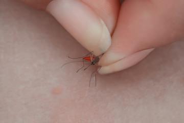 A man holds a mosquito female in his hand close up. The insect made a bite on the skin.