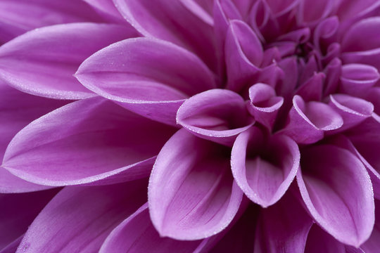 Pink Dahlia with dew on the petals in soft overcast light.