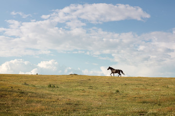 Horse running free through the green valley