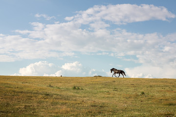 Horse running free through the green valley