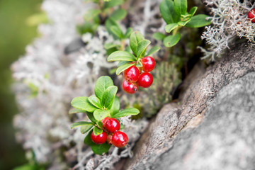 Cowberry grows in the forest