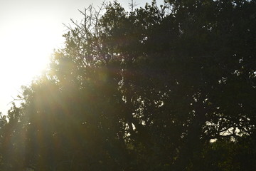 Sunset behind a tree