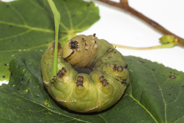 caterpillar of sphinx ligustri