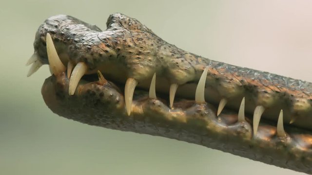 Gharial jaws (Gavialis gangeticus) . ungraded footage