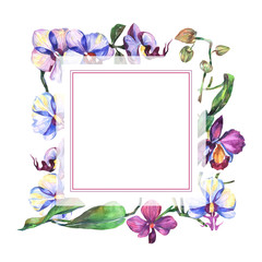 Wildflower orchid flower in frame a watercolor style. Full name of the plant: orchid. Aquarelle wild flower for background, texture, wrapper pattern, frame or border.