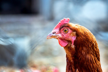 Portrait of a domestic chicken of motley color