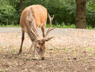 Red deer foraging for acorns in typical british woodland