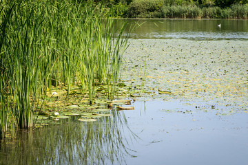 Reed by Calm Lake under Blue Sky in Summer Landscape