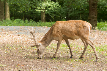 Red deer foraging for acorns in typical british woodland