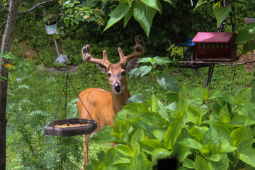 Growing Buck