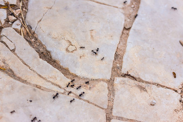 formicidae ant insect trail collecting food for colony  on white stones in mediterranean nature