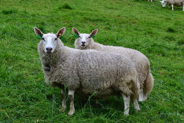 Obraz premium Shepps